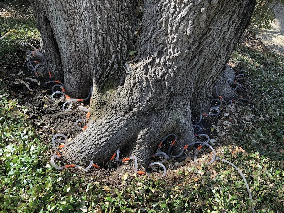 Detailed Tree Cabling and Bracing job site in Central Village