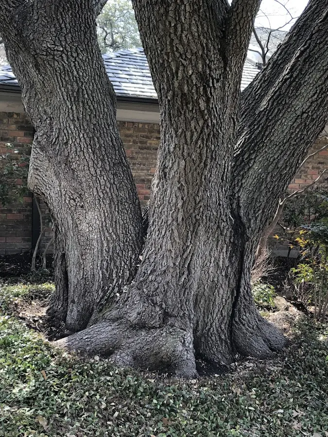 Mature heritage tree close to a Central Village property cared for by certified arborists